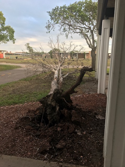 Hurricane Harvey Tree